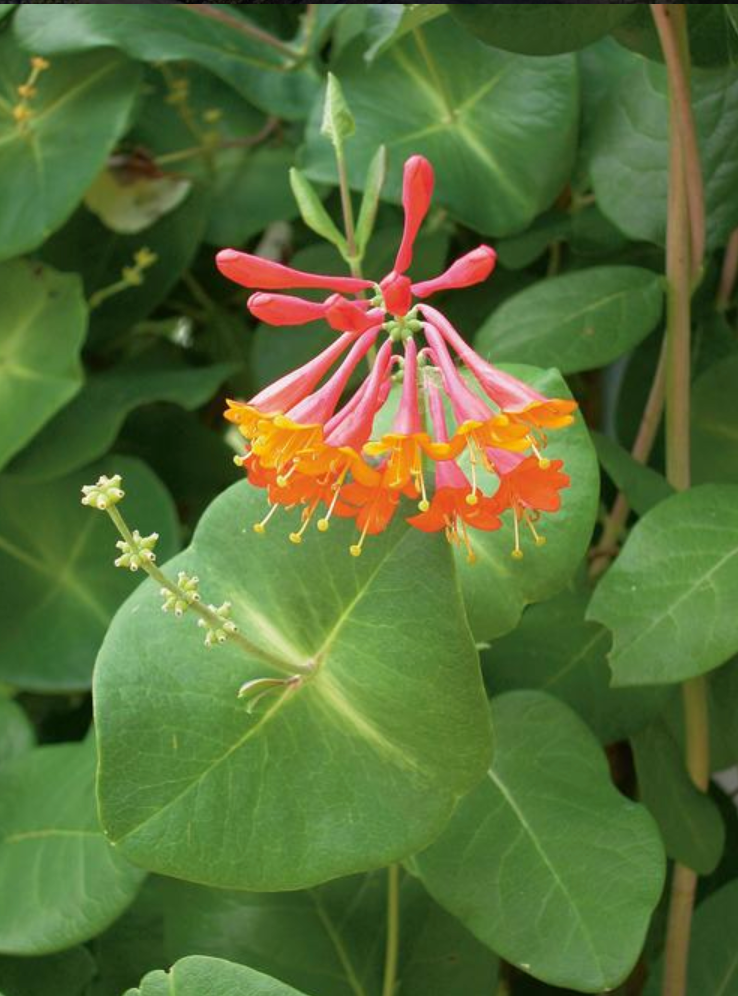 Dropmore Honeysuckle Vine