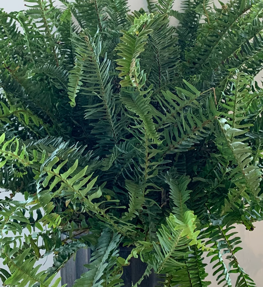 Kimberly Queen Fern