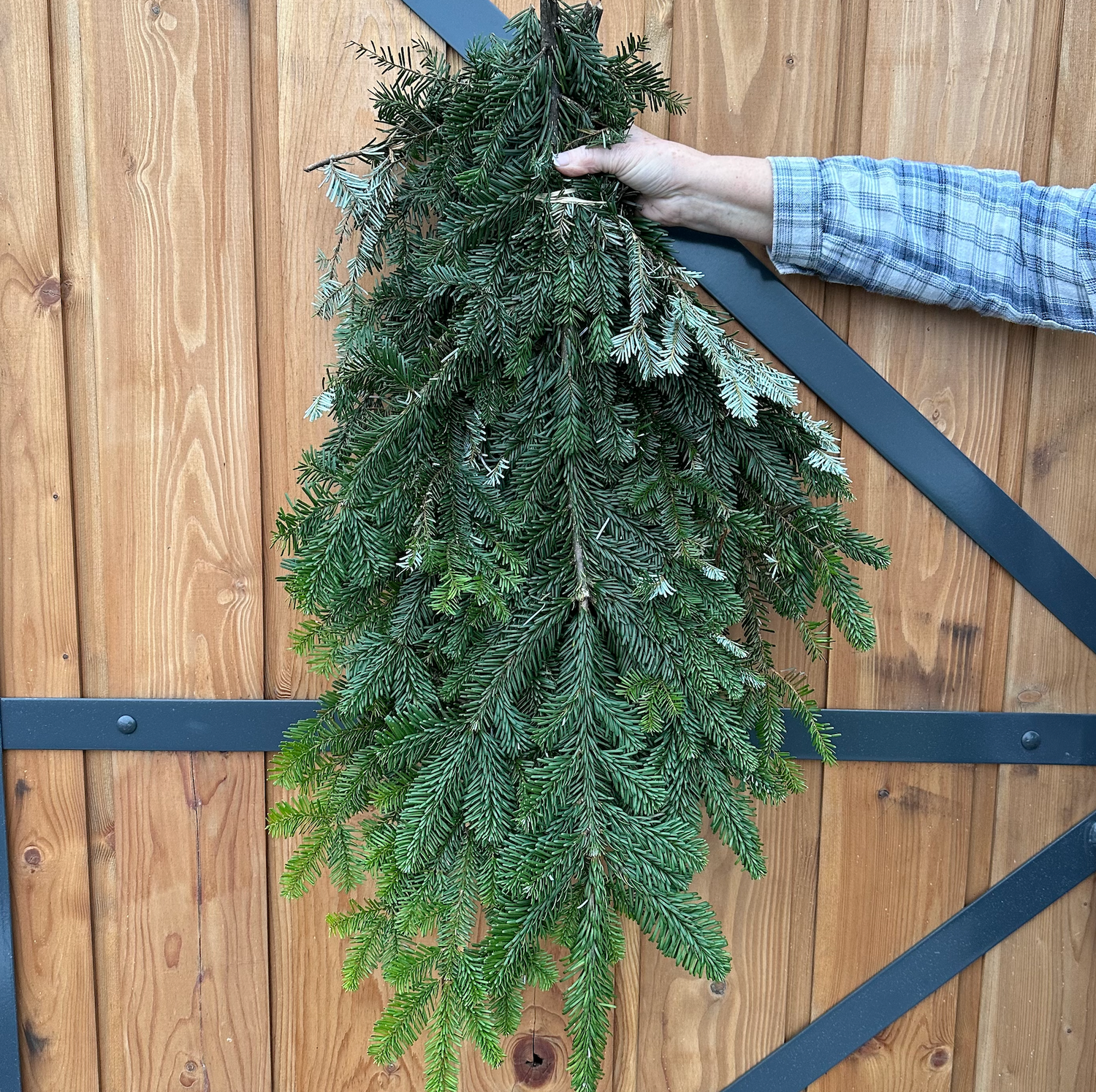 Douglas Fir Bunch