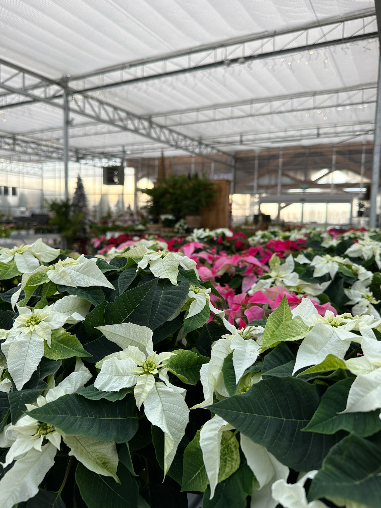 White Princettia Poinsettia