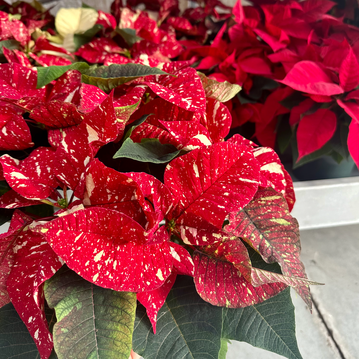 Red Glitter Poinsettia