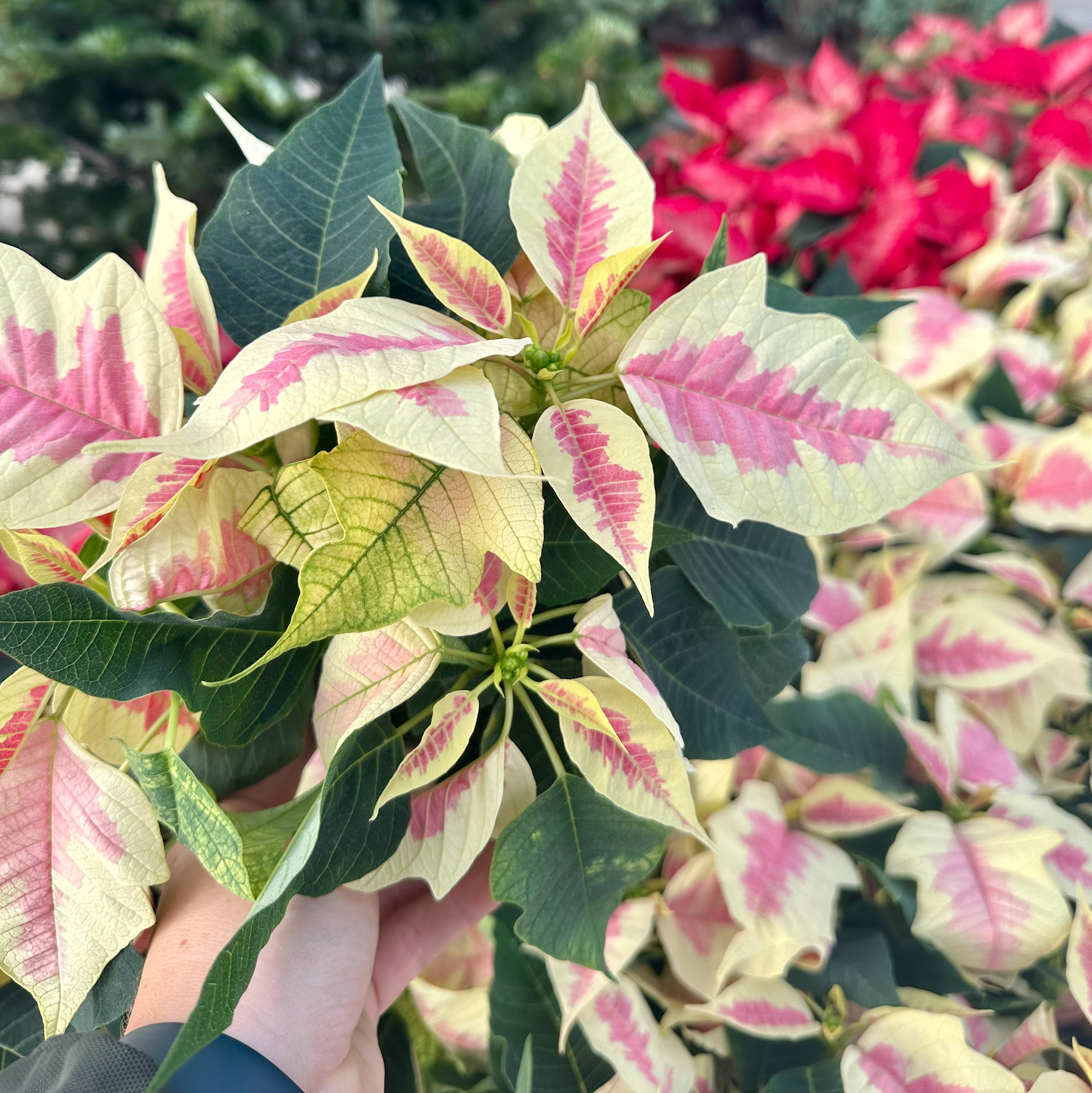 Marble Poinsettia