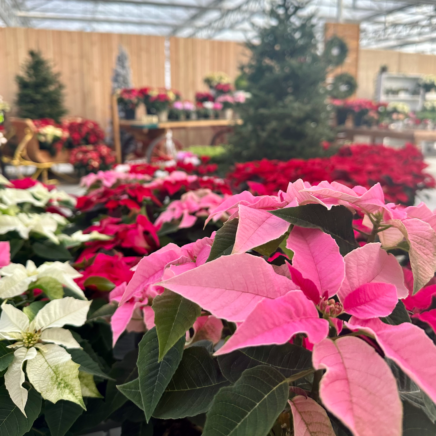 Pink Princettia Poinsettia