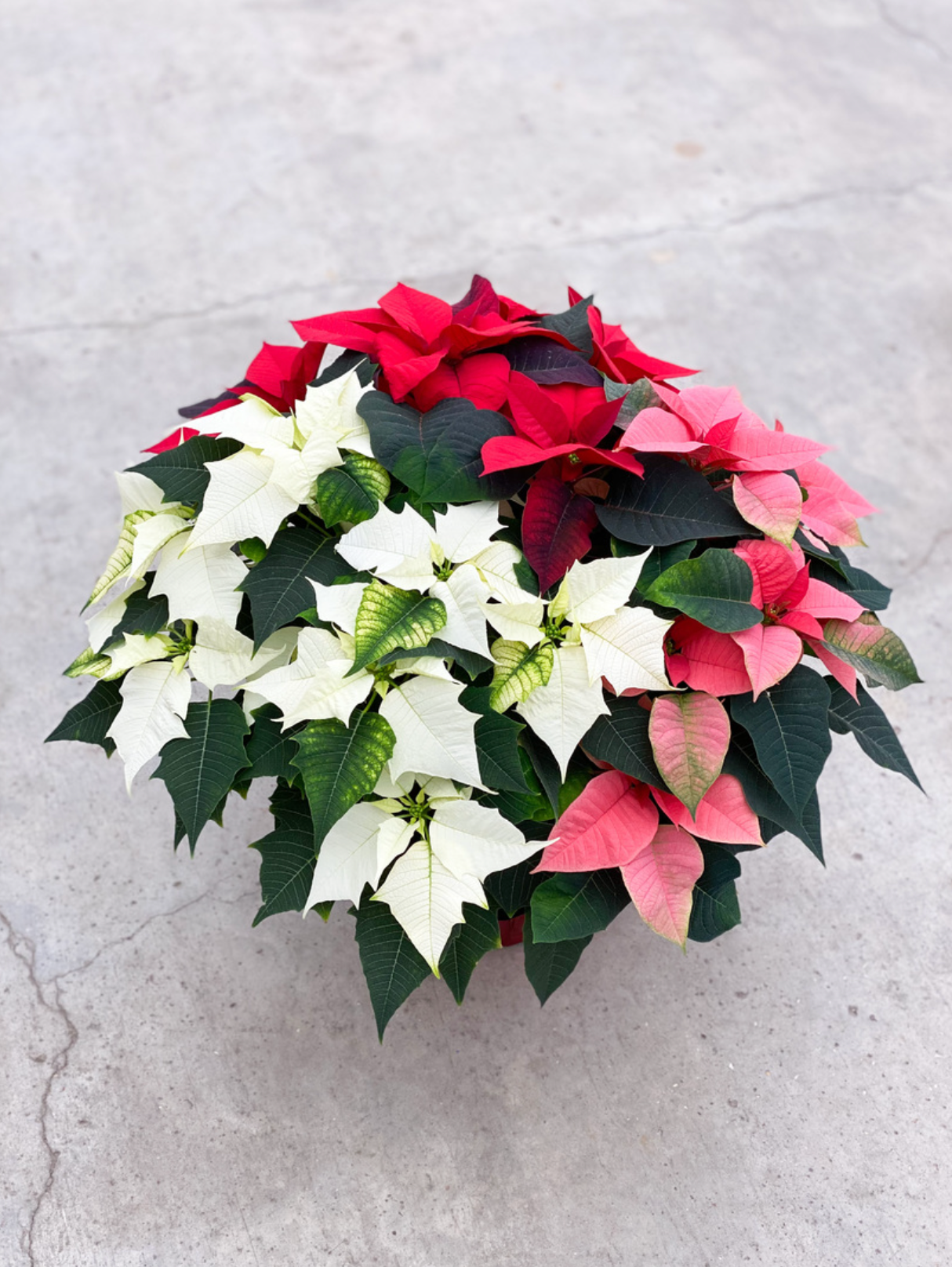 Tri Colour Poinsettia