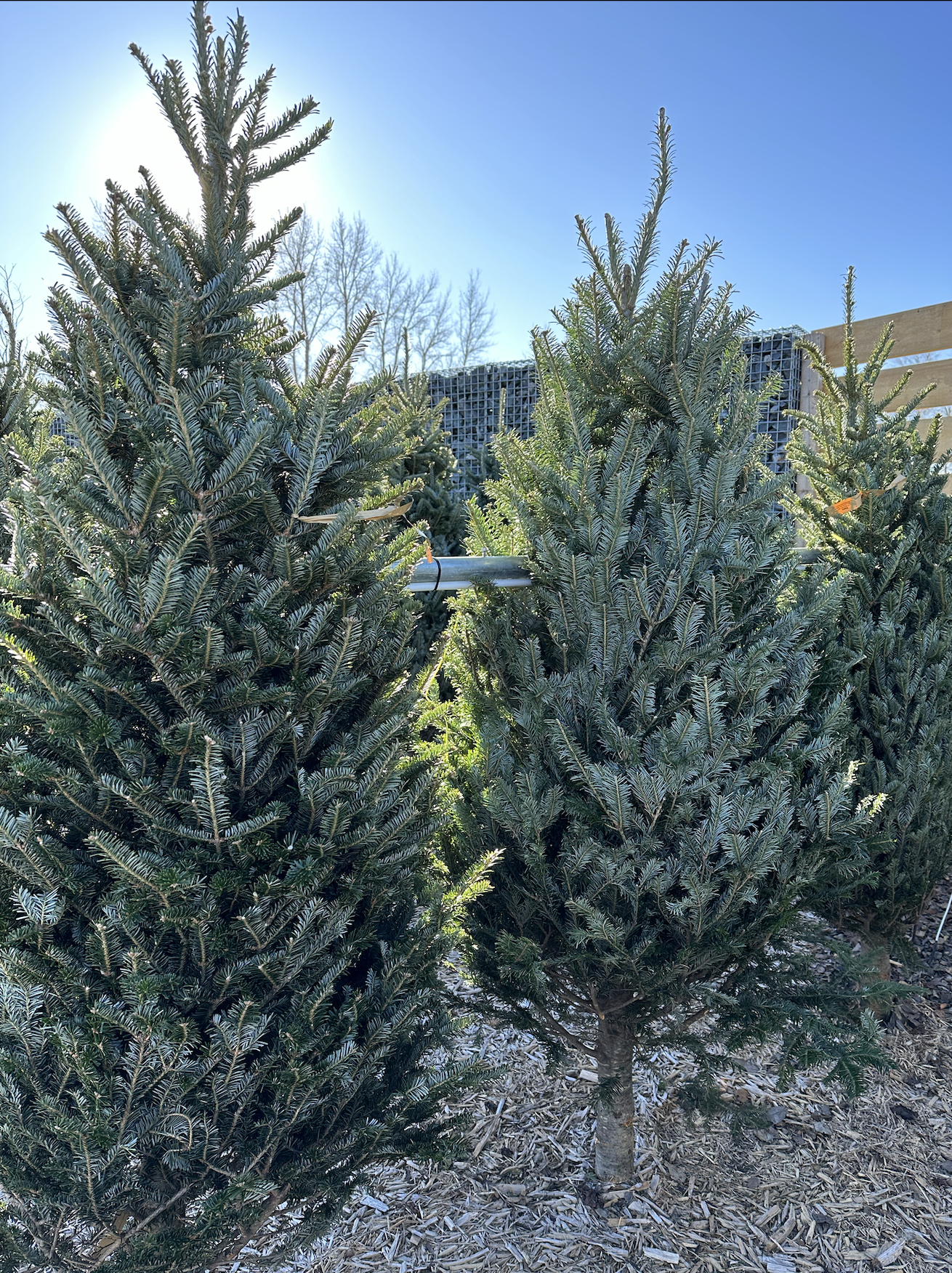 Fraser Fir 7 - 8ft