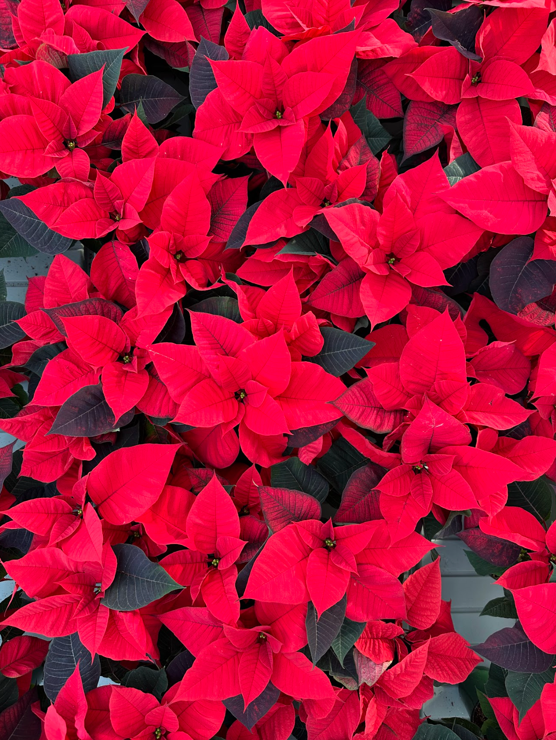 Red Poinsettia