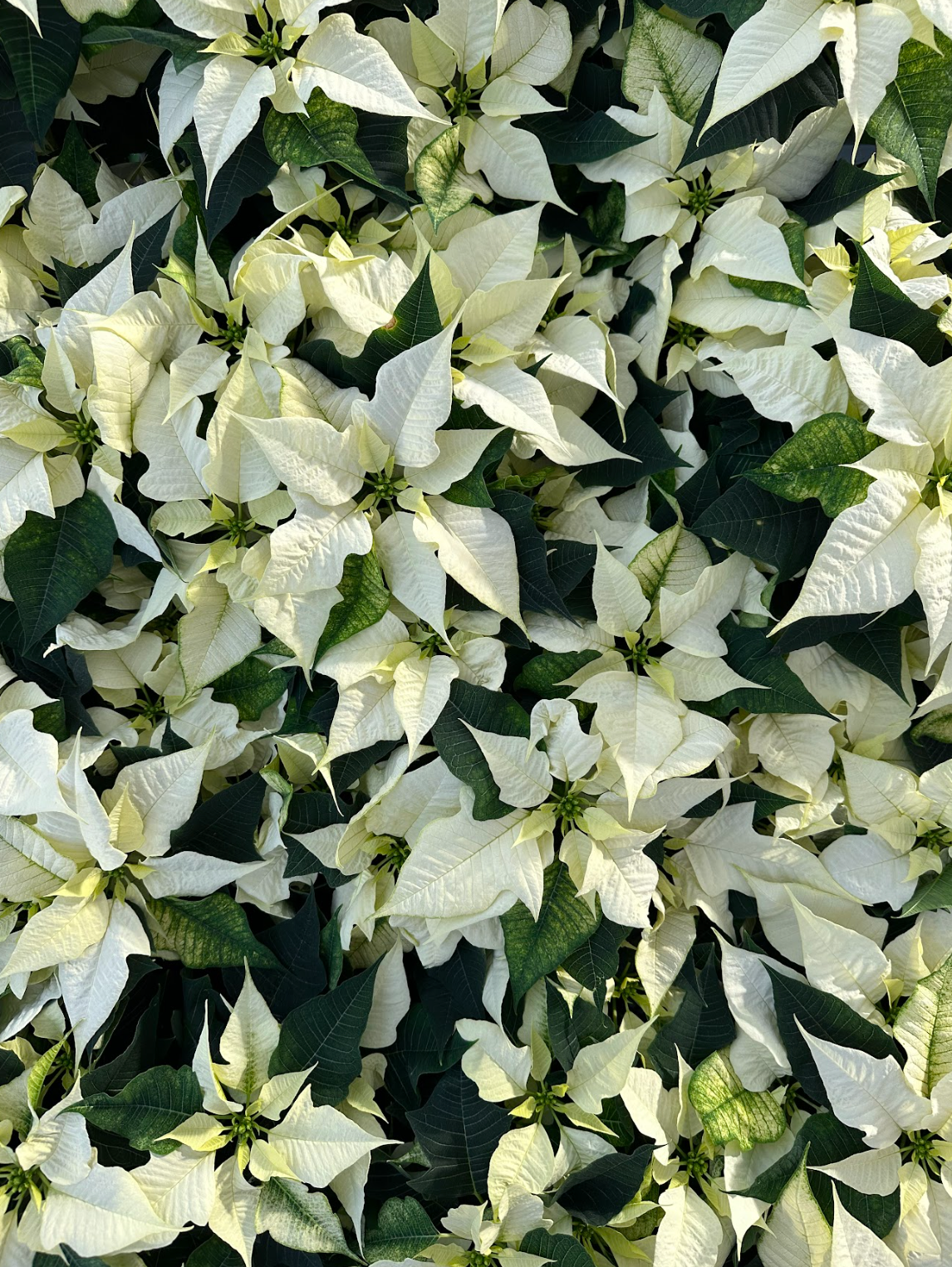 White Princettia Poinsettia