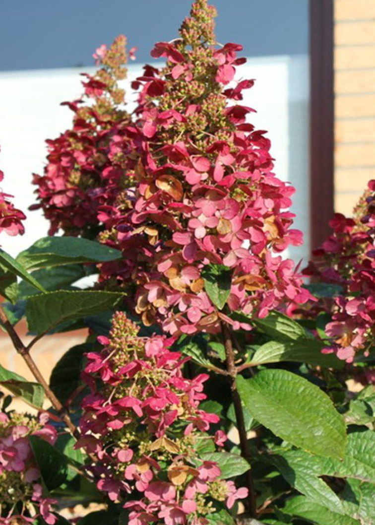 Fire & Ice Hydrangea