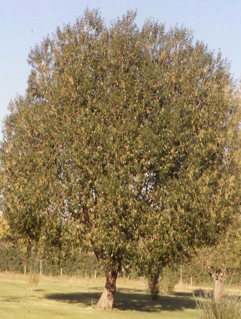 Willow Laurel Leaf