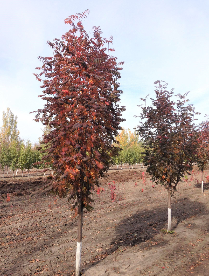 Mountain Ash 'Russian European'