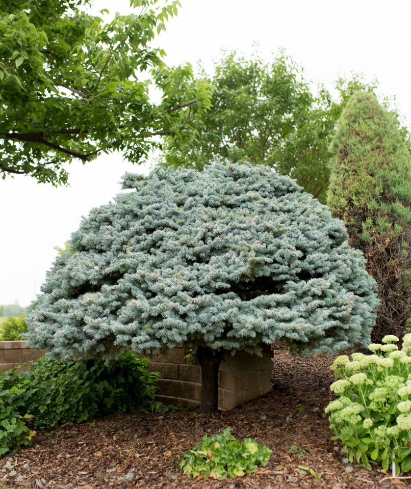 Globe Blue Spruce - Topgraft