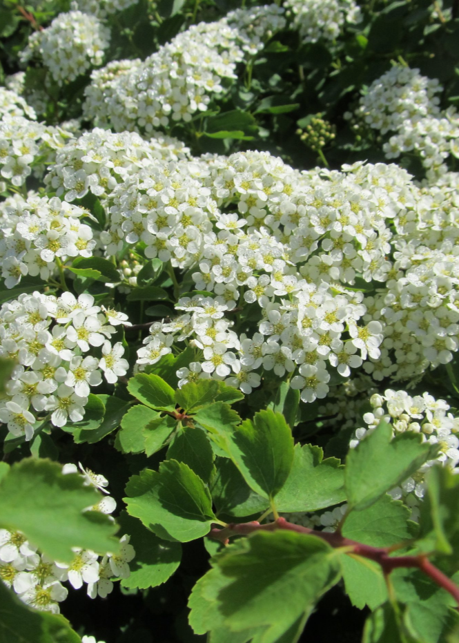 Spirea Three Lobe