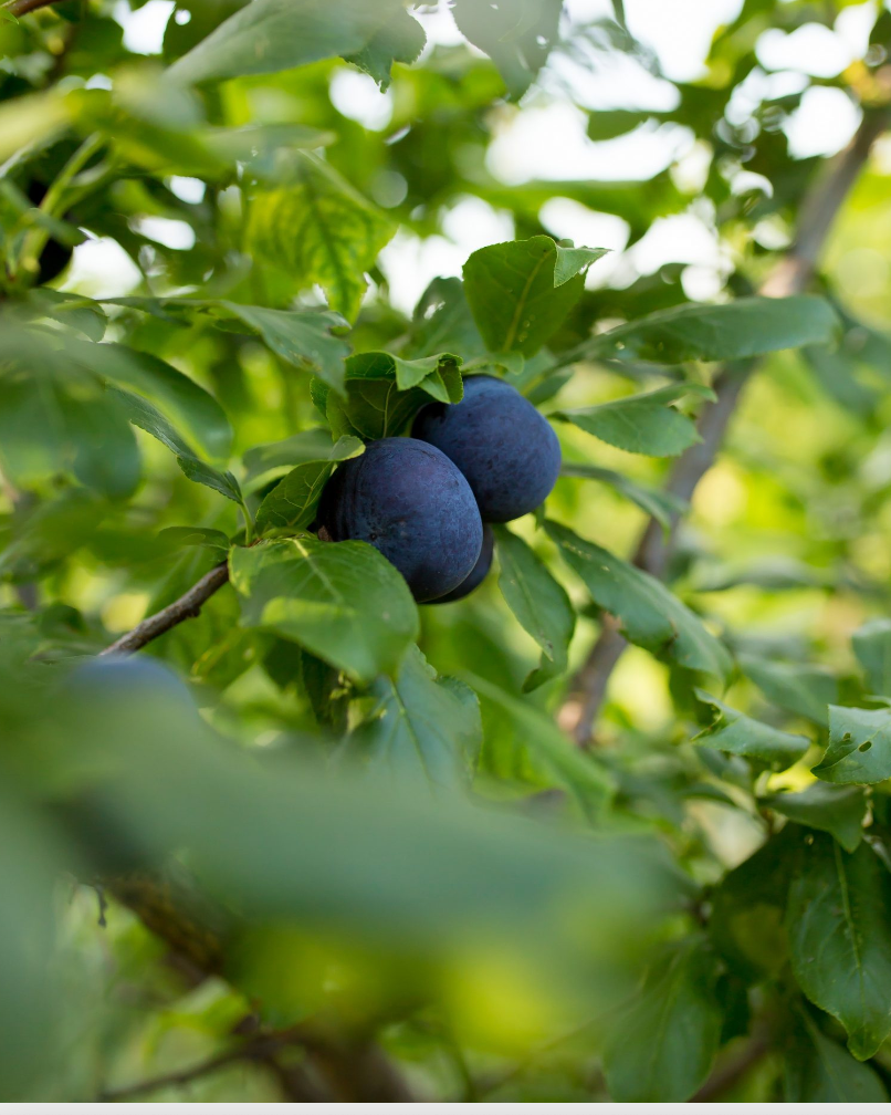 Plum Tree 'Coutts Cherry'