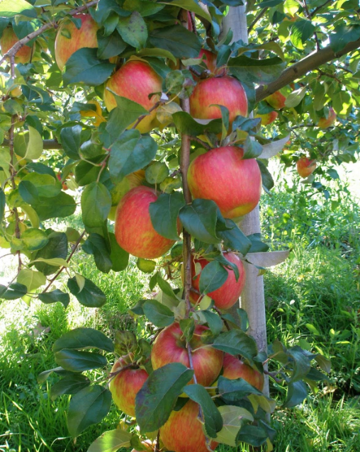 Apple Tree 'Honeycrisp Dwarf'