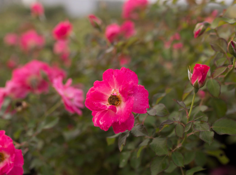 Rose 'Aurora Borealis'