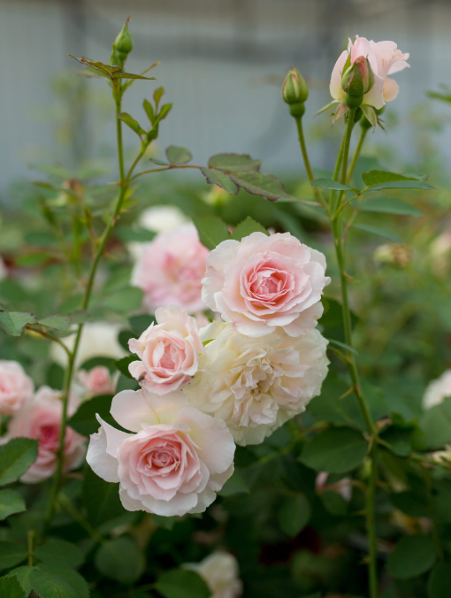 Rose 'Morden Blush'