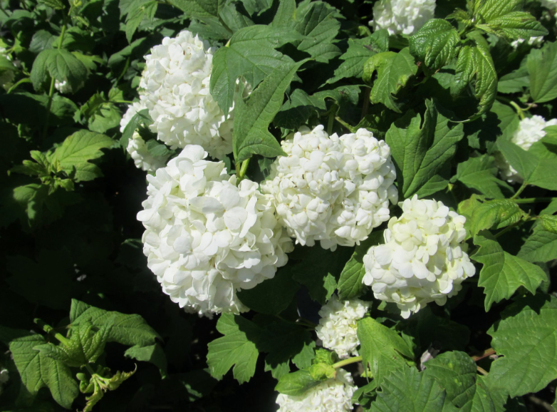 Viburnum 'Snowball'