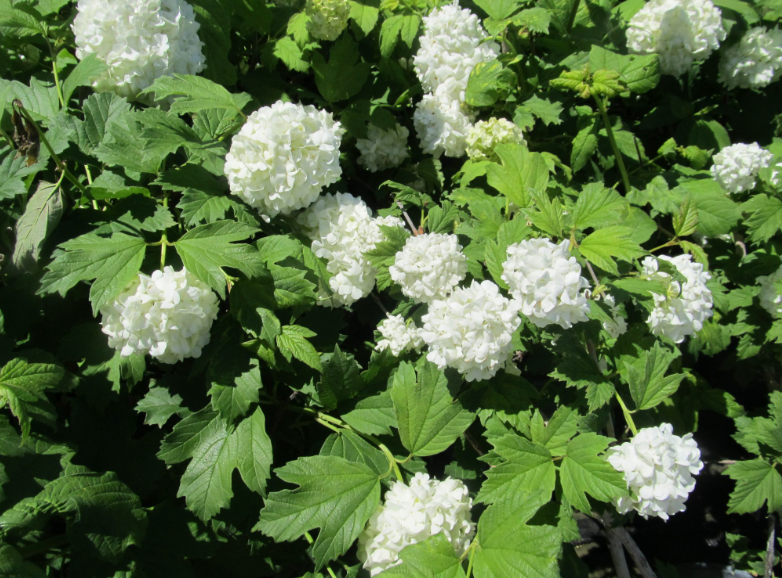 Viburnum 'Snowball'