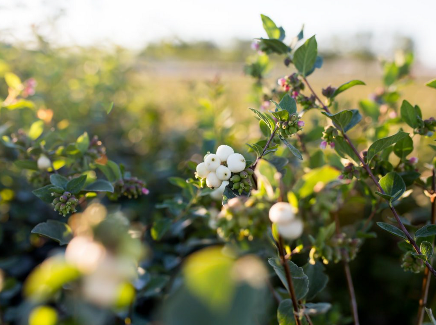 Snowberry 'White'