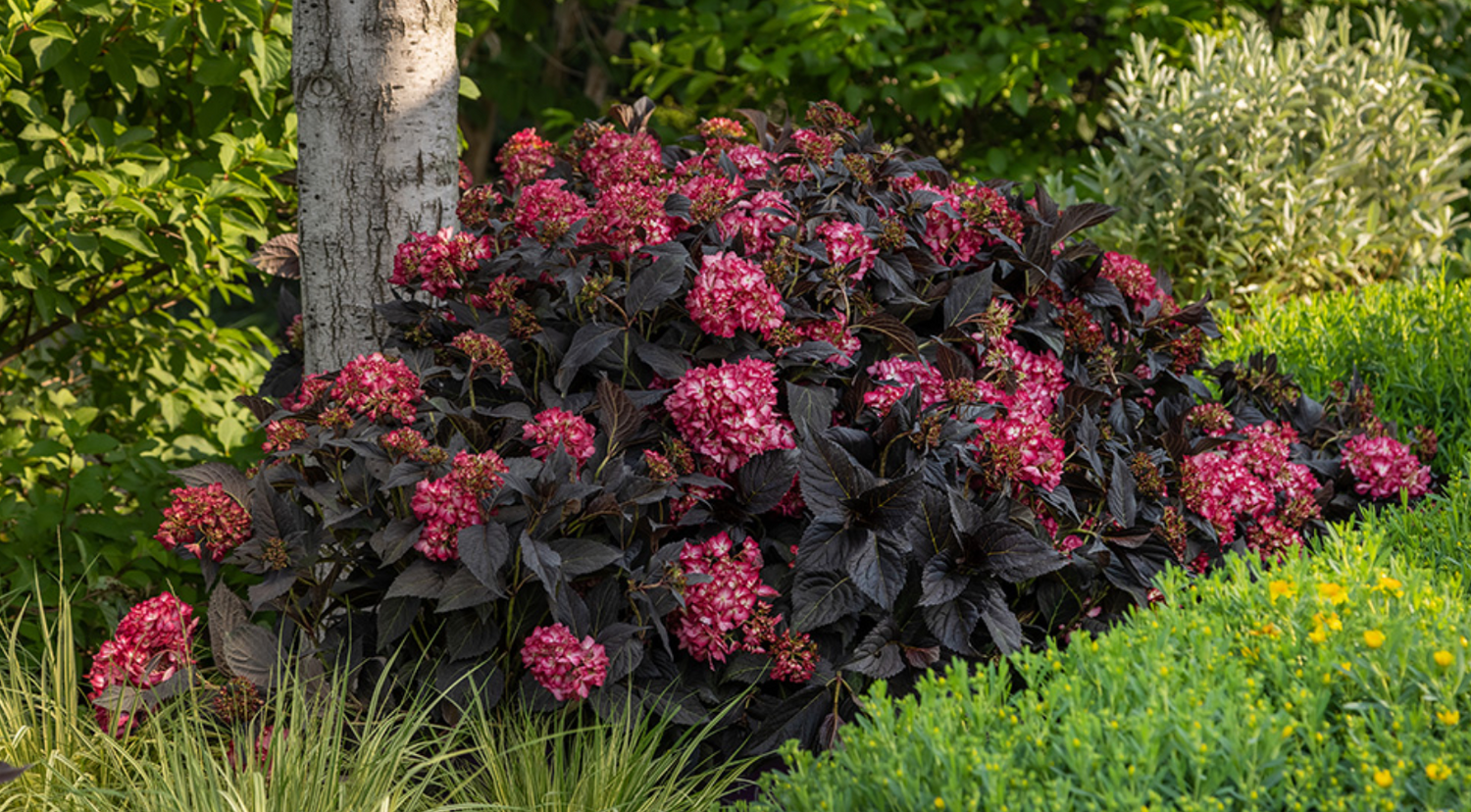 Hydrangea 'Eclipse'