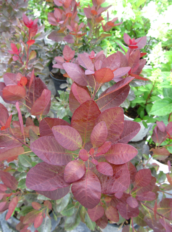 Smoke Bush 'Royal Purple'