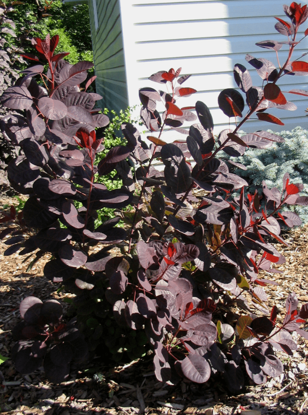 Smoke Bush 'Royal Purple'