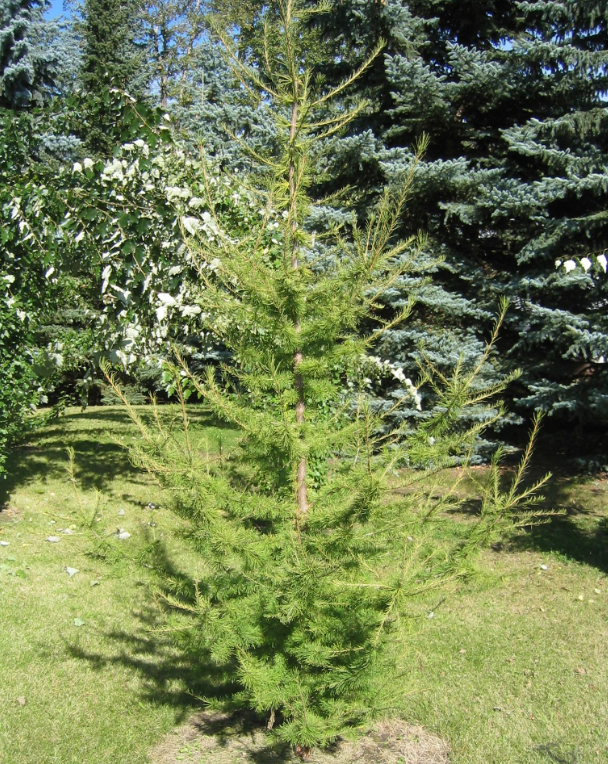 Larch 'Siberian'