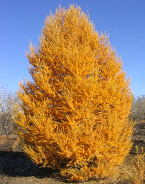 Larch 'Siberian'