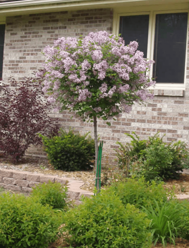 Lilac Treeform 'Dwarf Korean'