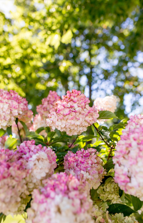 Hydrangea Tree Form 'Vanilla Strawberry'