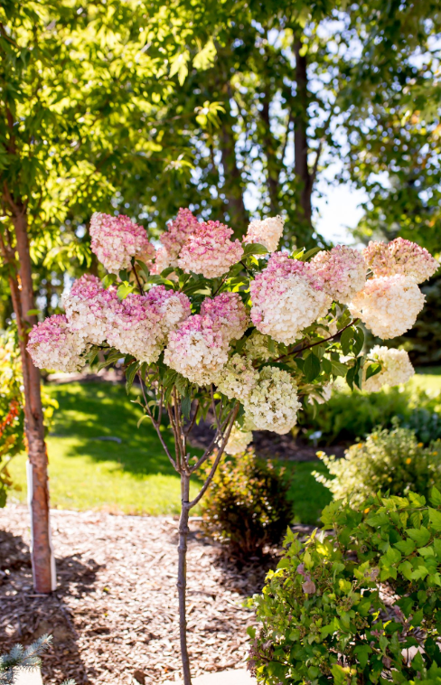 Hydrangea Tree Form 'Vanilla Strawberry'