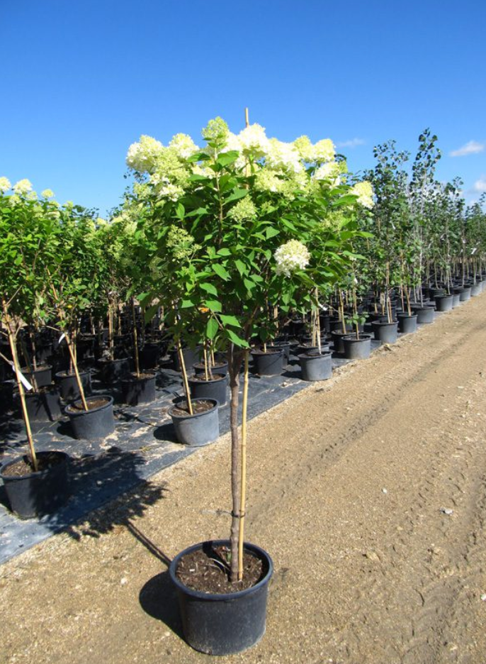 Hydrangea Standard 'Limelight'