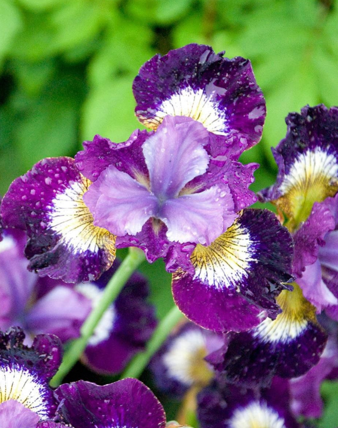 Siberian Iris 'Contrast in Style'