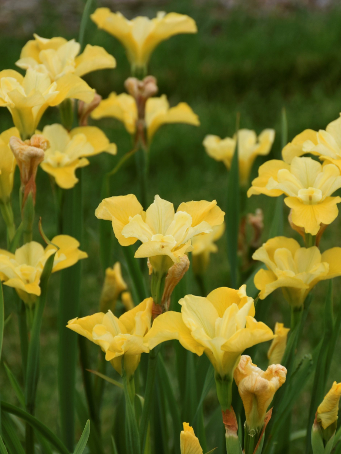 Siberian Iris 'Sunfisher'