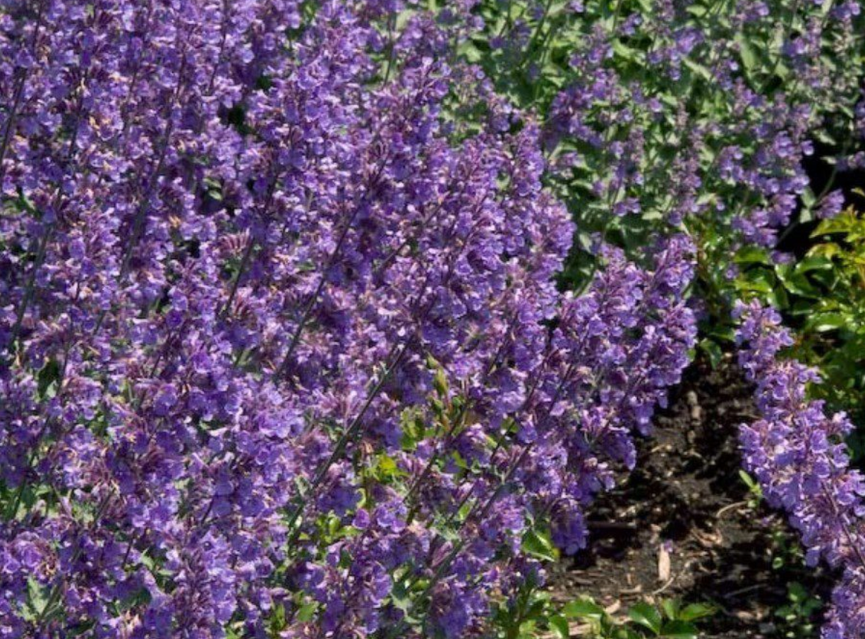 Nepeta 'Dropmore Blue'