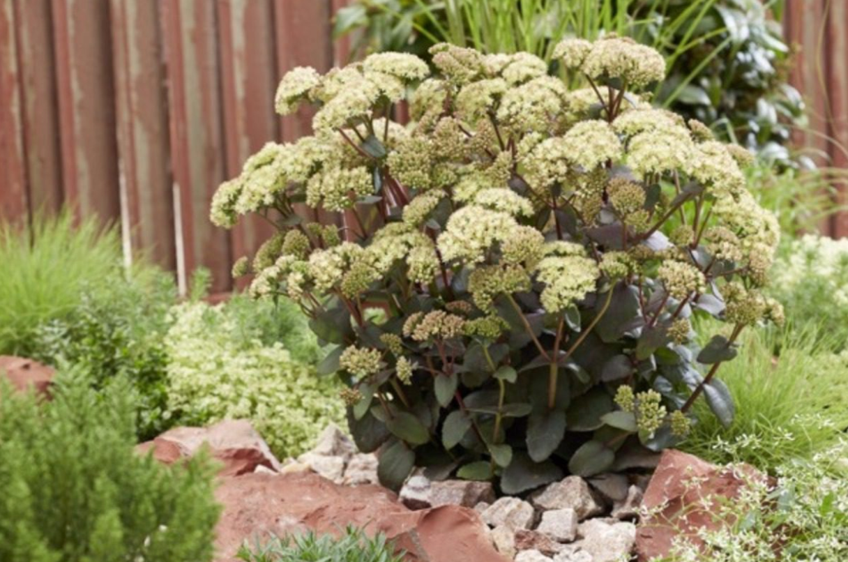 Sedum 'Banana Split'