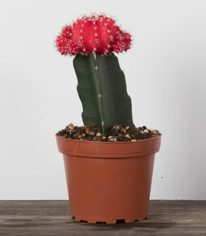 Grafted/moon Cactus