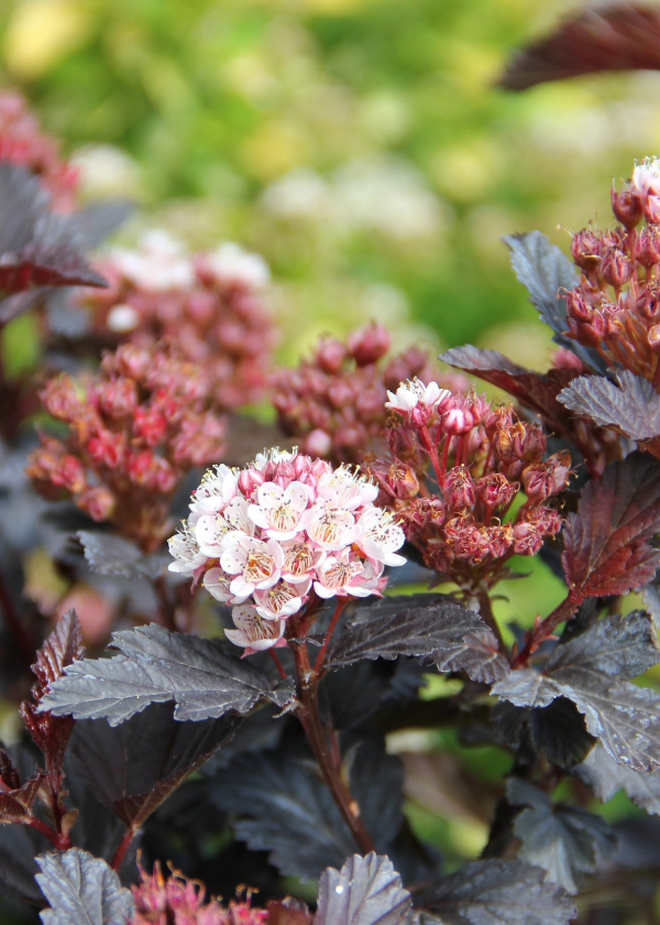 Ninebark 'Royal Jubilee'