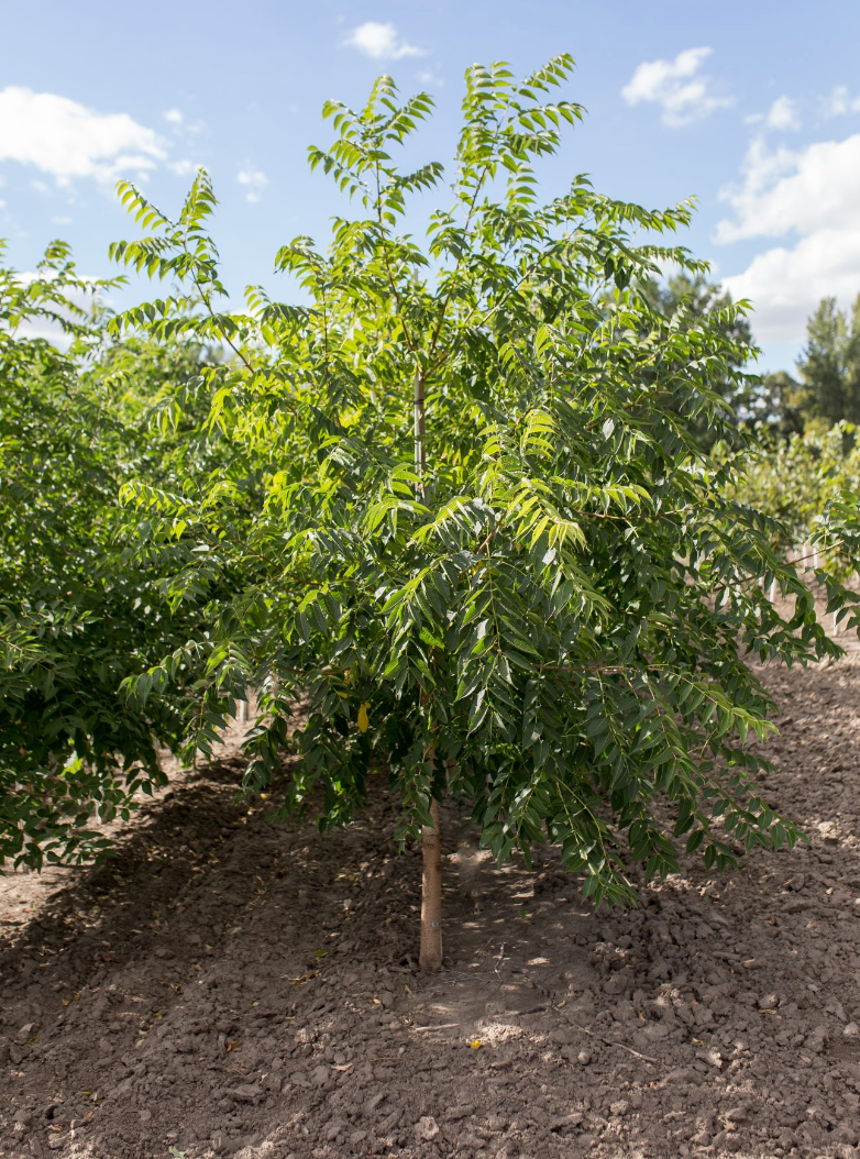 Stallion Amur Cork Tree