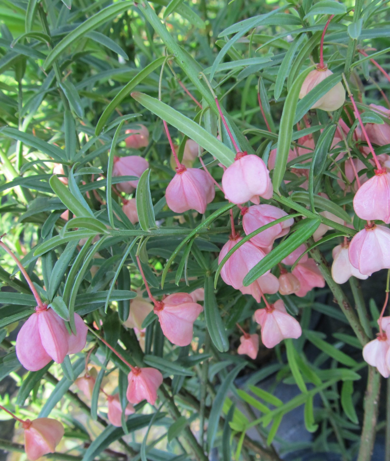 Turkistanii Burning Bush