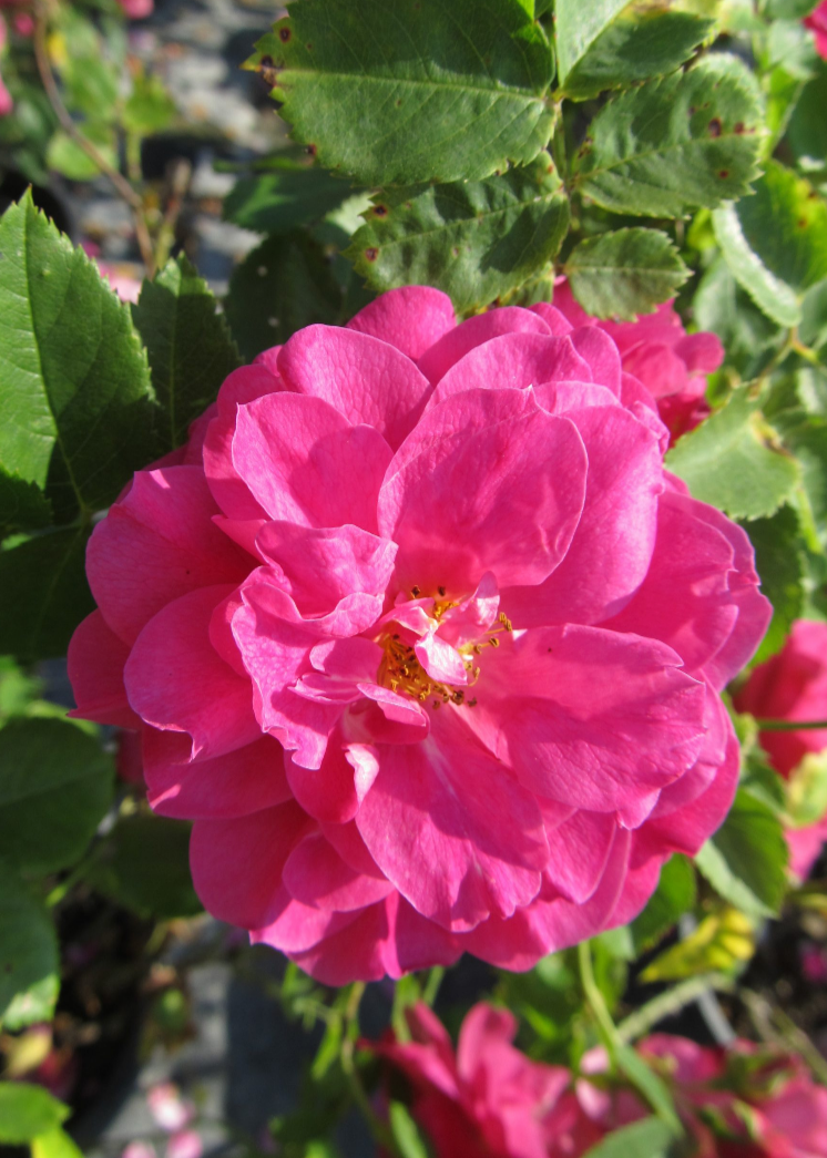John Cabot Rose
