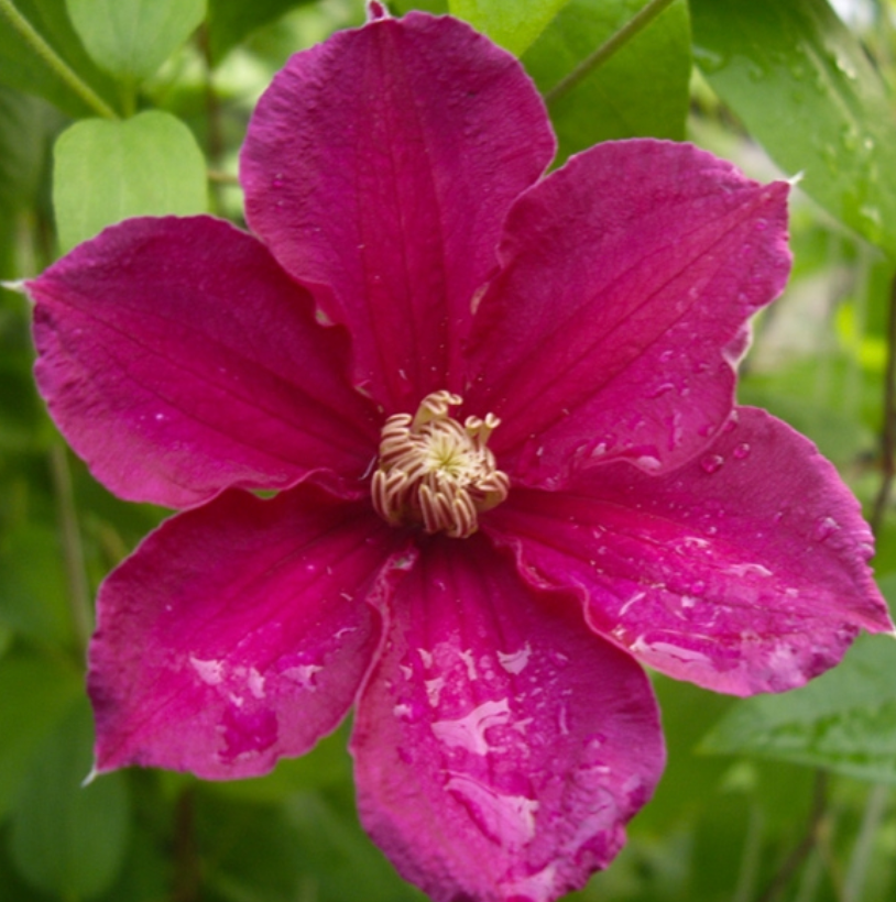 Ernest Markham Clematis