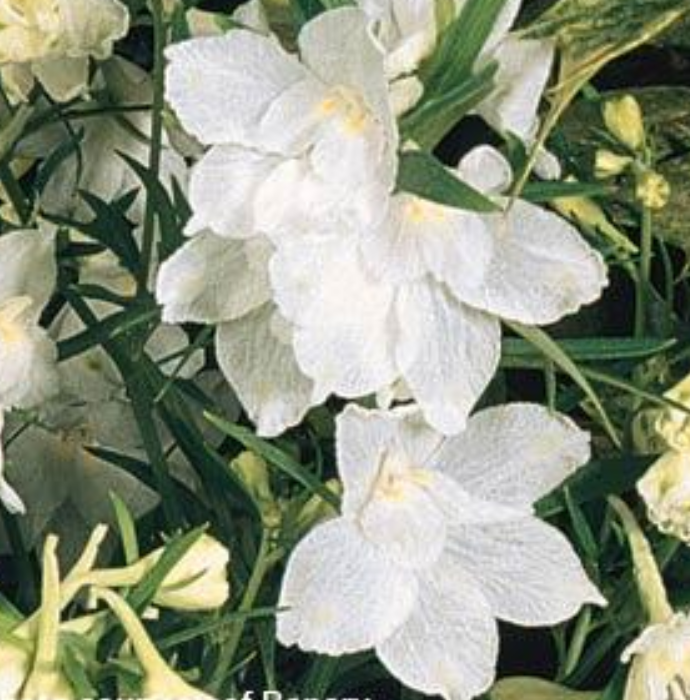 Delphinium 'Summer Stars Dwarf'