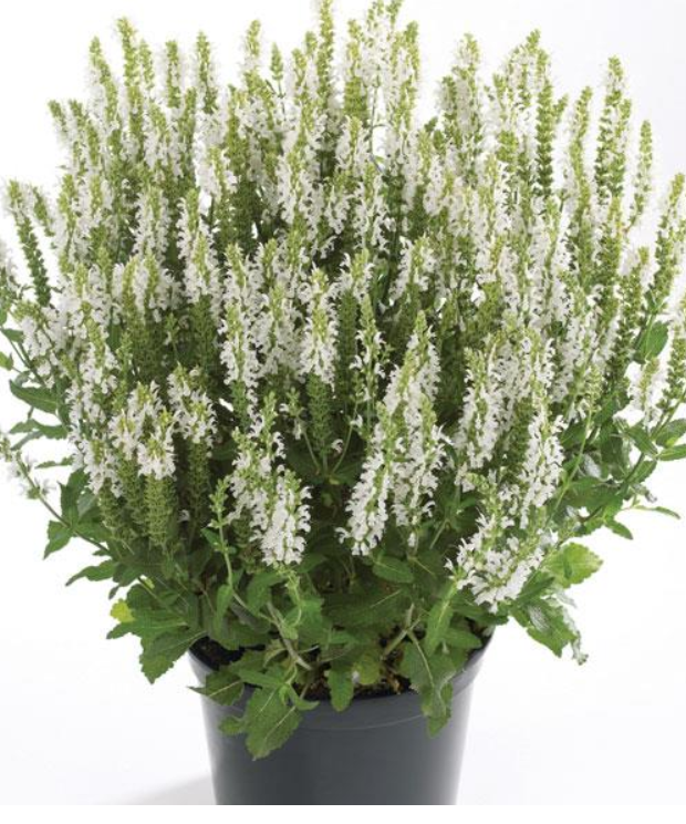 Snowhill White Salvia
