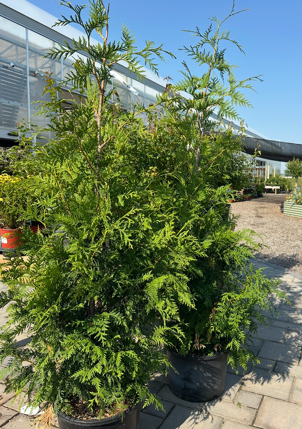 Green Giant Cedar