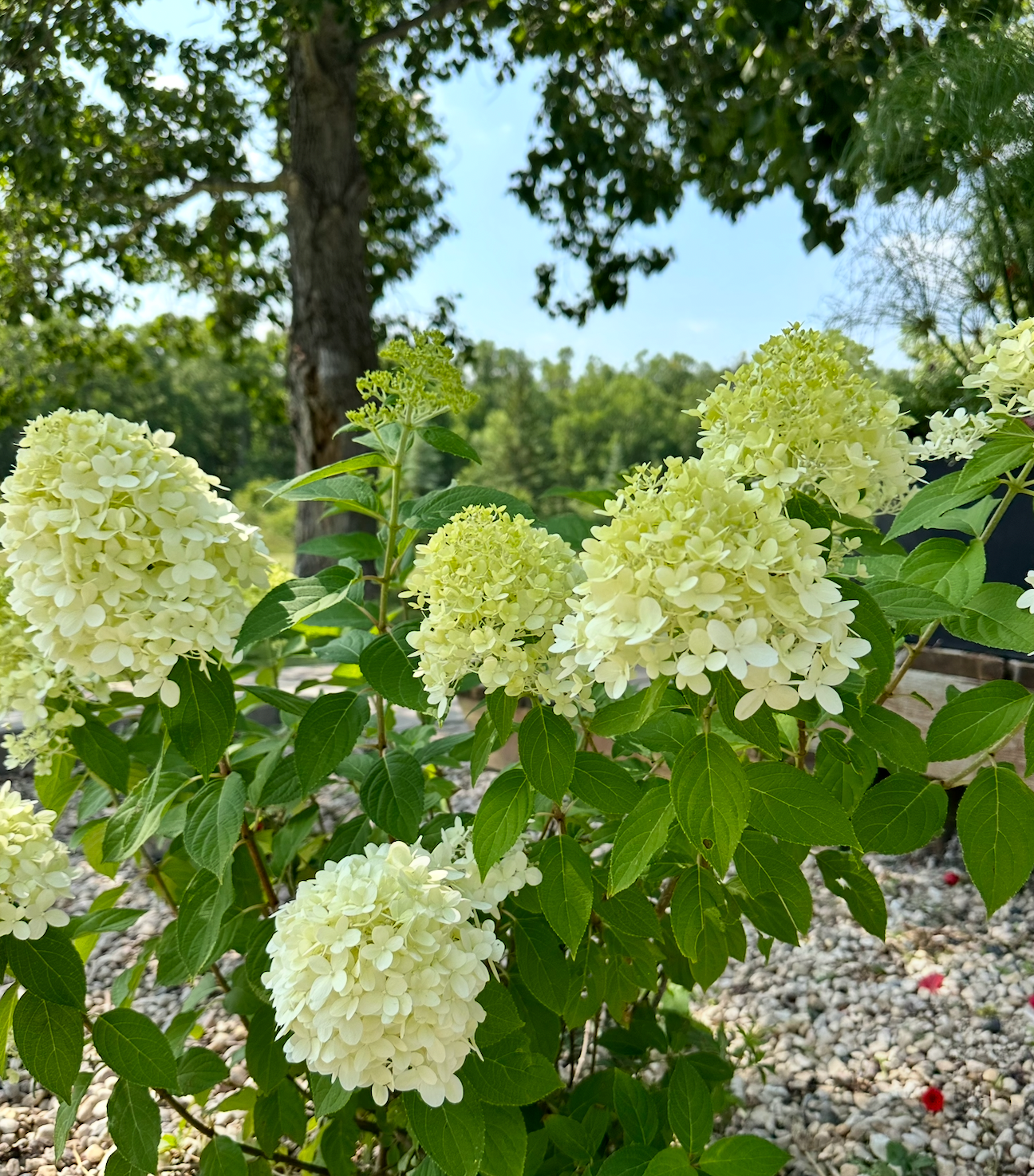 Hydrangea 'Pee Gee'