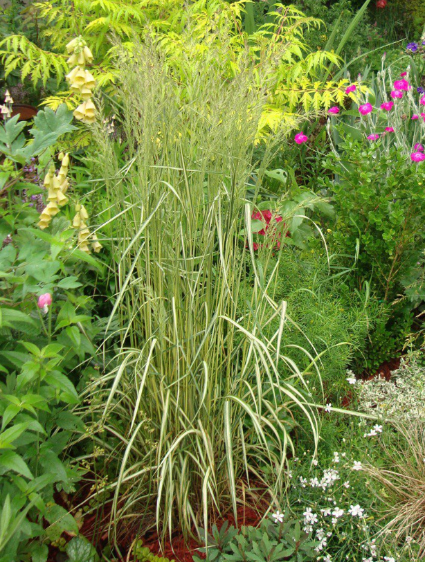 Reed Grass 'Eldorado Feather Reed'