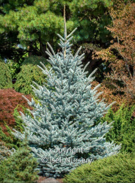 Spruce 'Fat Albert'