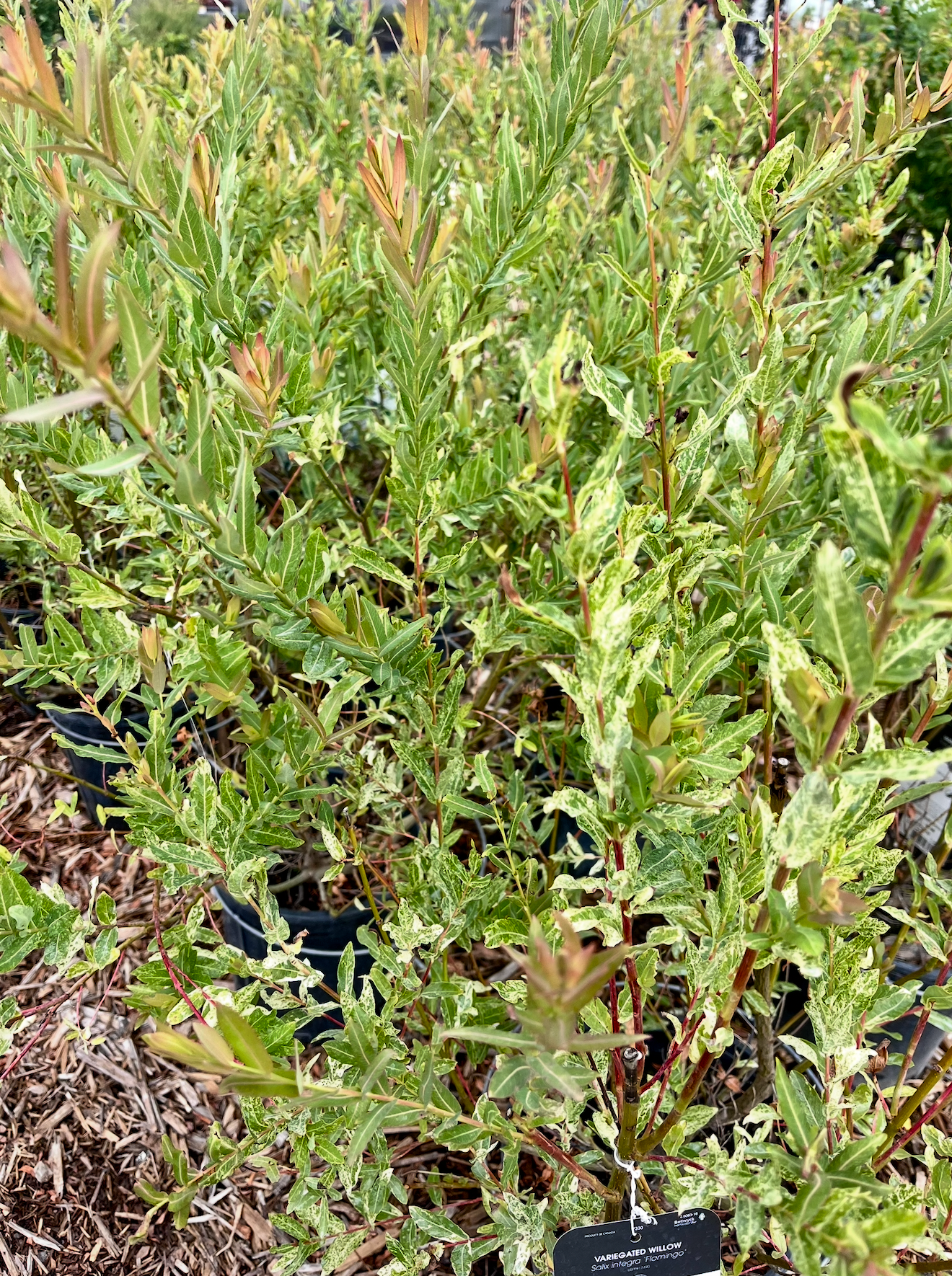 Willow 'Flamingo'