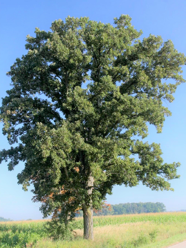 Oak 'Burr '